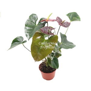 Puede incluir: Una planta de Anthurium en maceta con hojas verde oscuro y flores rojas y rosadas. La planta est&aacute; en una maceta de pl&aacute;stico marr&oacute;n. La etiqueta en la maceta dice "California Tropicals".