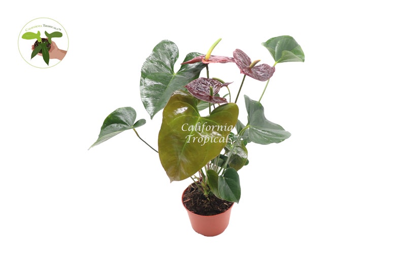 Puede incluir: Una planta de Anthurium en maceta con hojas verde oscuro y flores rojas y rosadas. La planta est&aacute; en una maceta de pl&aacute;stico marr&oacute;n. La etiqueta en la maceta dice "California Tropicals".