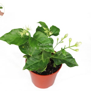 Arabian Jasmine Sambac - 4&quot; from California Tropicals
