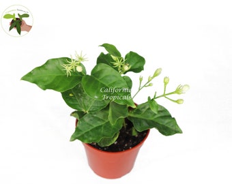 Arabian Jasmine Sambac - 4" from California Tropicals