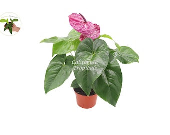 Purple Anthurium  - 6" from California Tropicals