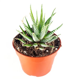 Haworthia Zebra - 4&quot; from California Tropicals