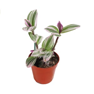 Pink Wandering Jew -Rare Nanouk - 4&quot;  from California Tropicals