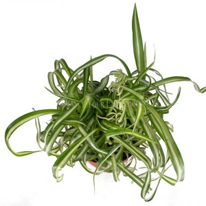 Bonnie Curly Spider Plant 6'' from California Tropicals image 2