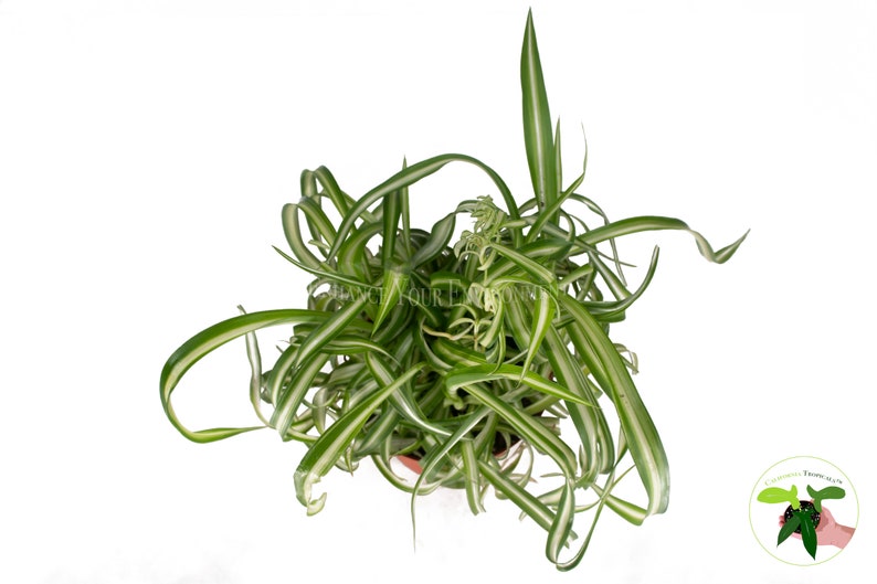 Bonnie Curly Spider Plant 6'' from California Tropicals image 2