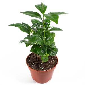 Arabica Coffee Plant - 4'' from California Tropicals