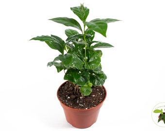 Arabica Coffee Plant - 4'' from California Tropicals