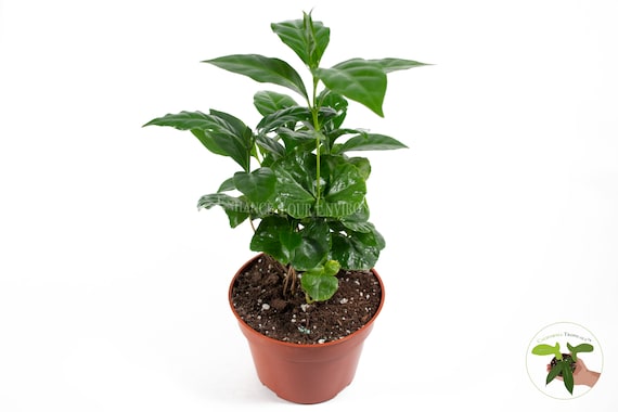 Arabica Coffee Plant - 4'' from California Tropicals