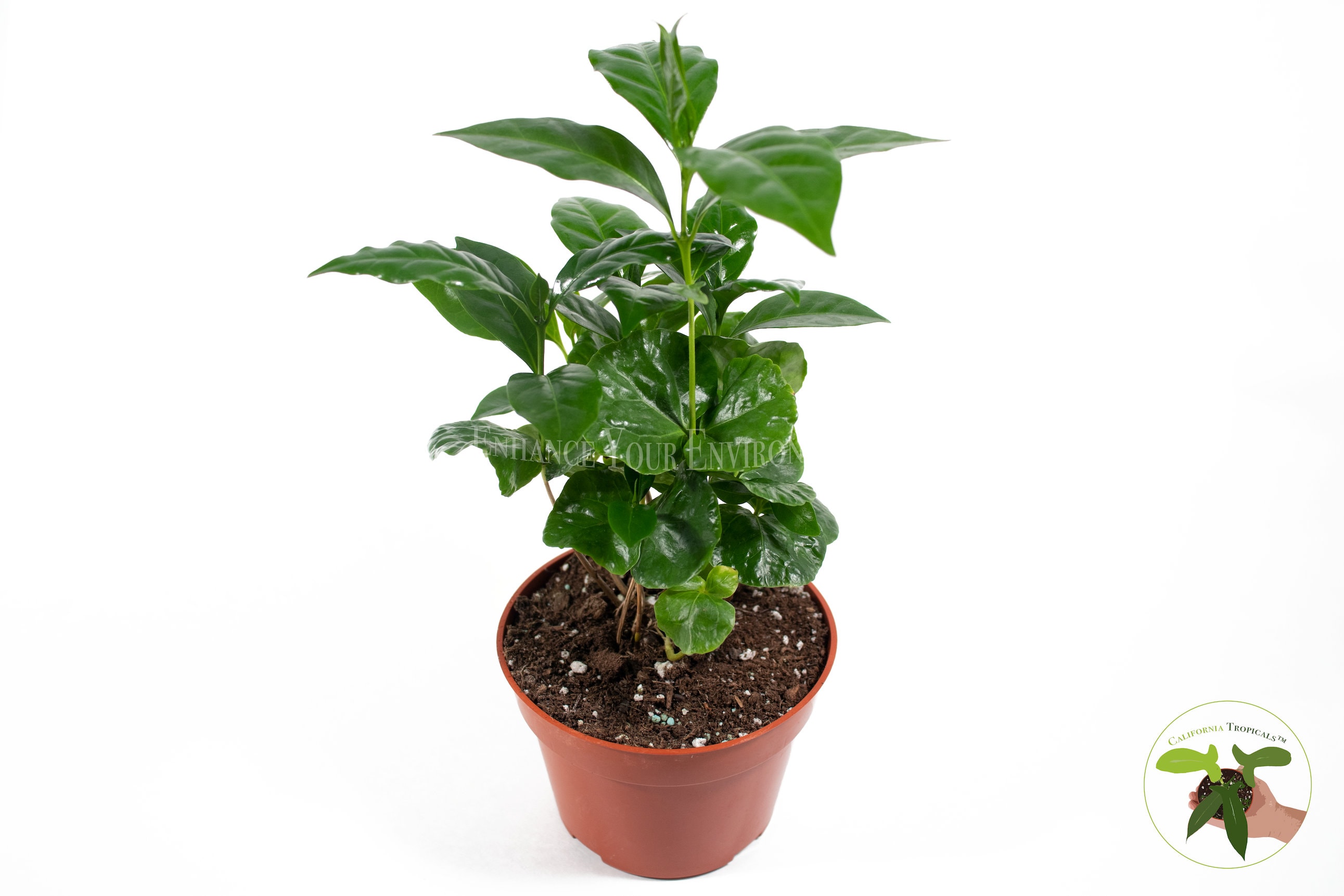 Arabica Coffee Plant - 4'' from California Tropicals