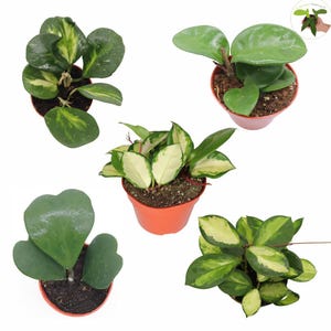 May include: Five different types of houseplants in terracotta pots. The plants have green and white variegated leaves. The plants are in various stages of growth.