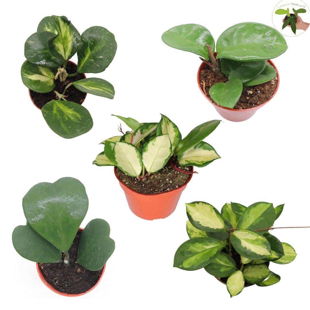 Five Assorted Hoya Plants, Grower's Choice, Value Plant Set Cherry