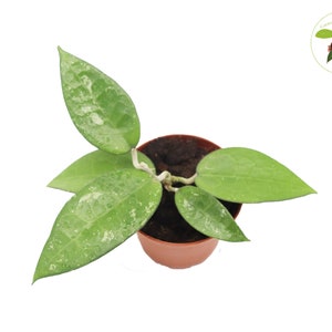 May include: A top-down view of a potted Hoya plant with green leaves speckled with white. The plant is in a small, brown plastic pot. The background is white.