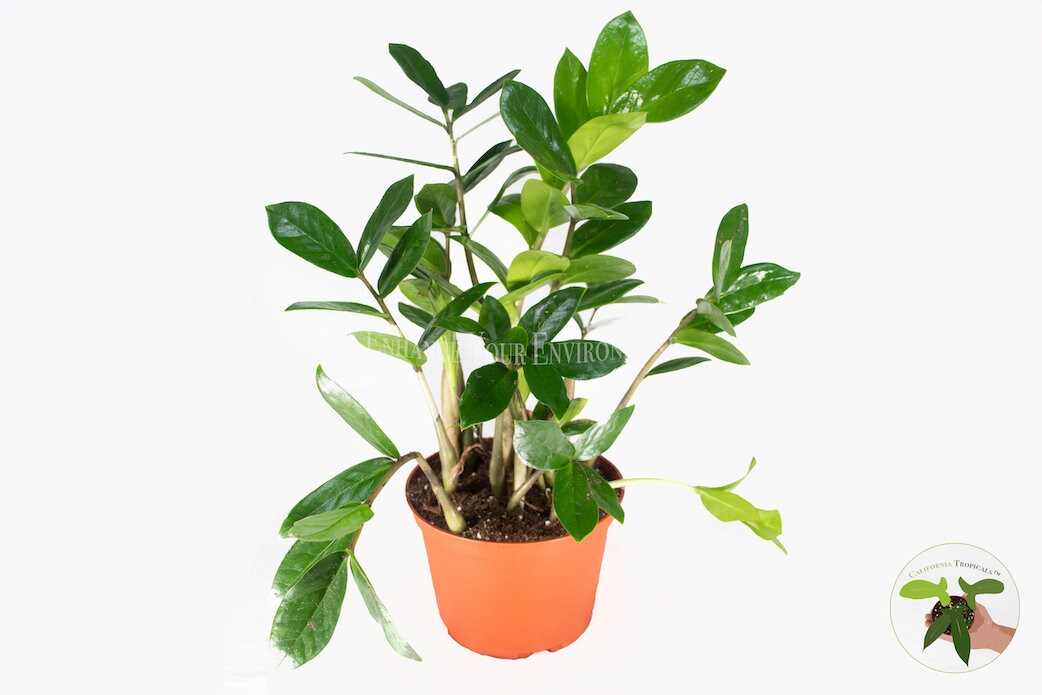 ZZ Plant - 6" from California Tropicals