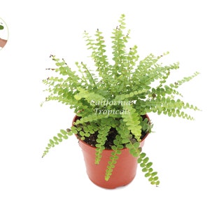 Lemon Buttons Fern - 4&#39;&#39; from California Tropicals…
