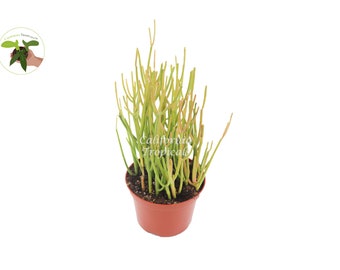 Sticks on Fire - 6'' from California Tropicals