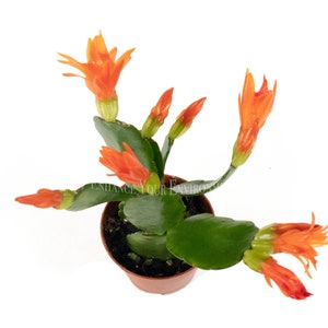 Spring Cactus Surprise Color - 2&quot; from California Tropicals