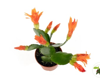 Spring Cactus Surprise Color - 2" from California Tropicals