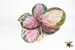 Calathea Roseopicta - 4'' from California Tropicals 