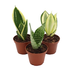 artificial indoor plants tall Artificial Palm Tree - 62.75