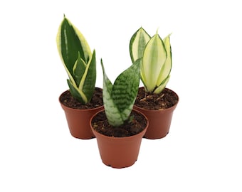 Mini Snake plant assortment - from California Tropicals