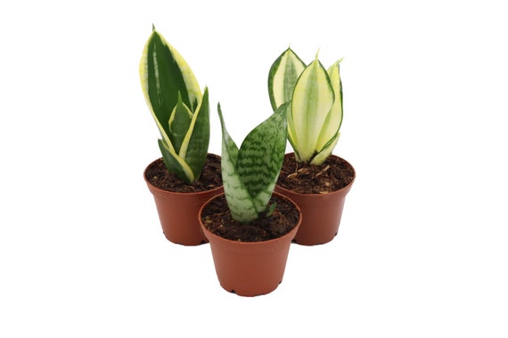 black zz plant canada Zamioculcas Black Raven | ZZ Plant | 6" Pot | Easy Care Houseplant