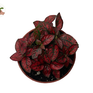 Red Polka Dot - 4&#39;&#39; from California Tropicals
