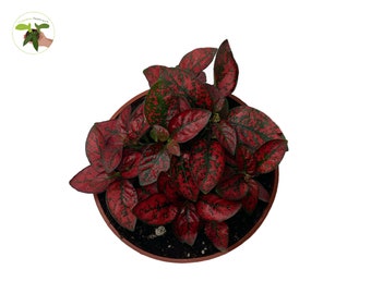 Red Polka Dot - 4'' from California Tropicals