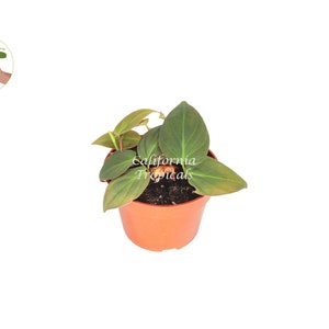 Philodendron Micans - 4" from California Tropicals