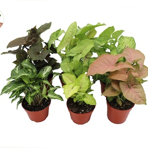 Syngonium Assortment -4&#39;&#39; from California Tropicals