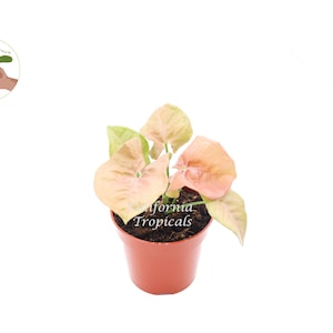 Strawberry Syngonium - 4'' from California Tropicals