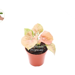 Strawberry Syngonium - 4&#39;&#39; from California Tropicals