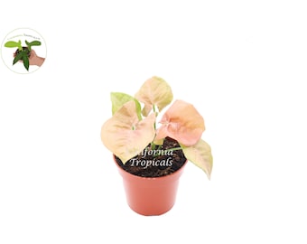 Strawberry Syngonium - 4'' from California Tropicals