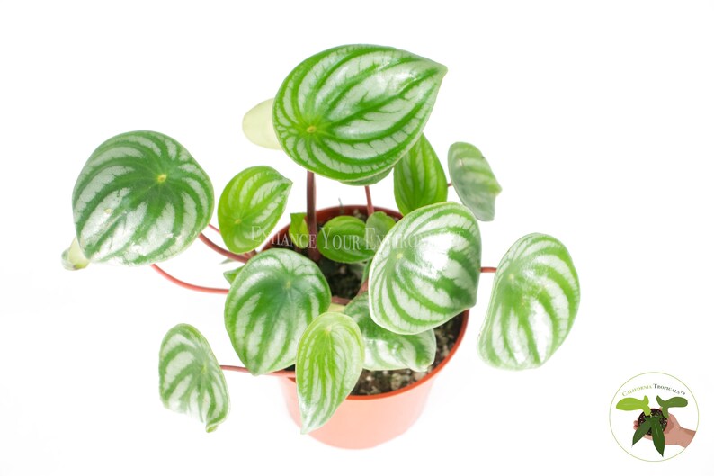 Watermelon Peperomia Plant
