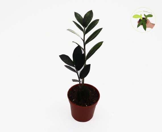 Rare Black Raven ZZ Plant -4'' from California Tropicals