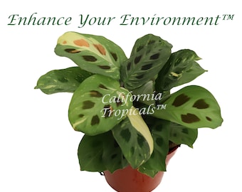 May include: A green and white potted plant with dark green spots on the leaves. The plant is labeled "California Tropicals™".