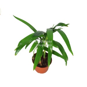 Areca Palm (Golden Cane Palm) - 3&#39;&#39; from California Tropicals