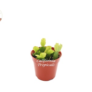 Holiday Cactus Christmas and Thanksgiving Cactus Hybrid  (Red) - 4&#39;&#39; from California Tropicals