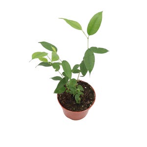 Ficus Benjamina Non Variegated - 4" from California Tropicals