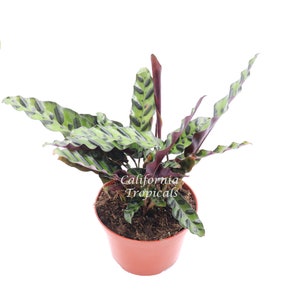 Calathea Rattlesnake Lancifolia - 6&#39;&#39; from California Tropicals