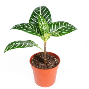 Aphelandra Zebra Plant- 4'' from California Tropicals