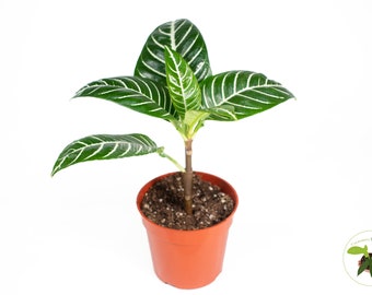 Aphelandra Zebra Plant- 4'' from California Tropicals