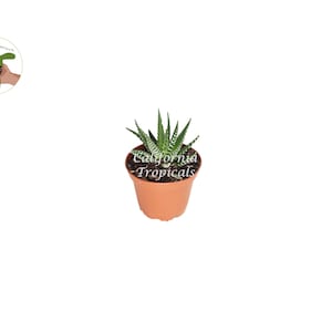 Haworthia Zebra - 2&quot; from California Tropicals