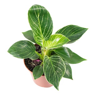 May include: A potted green and white striped plant with long, pointed leaves. The plant is in a brown plastic pot.