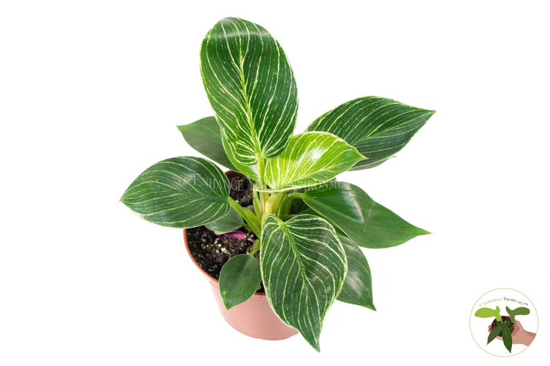 May include: A potted green and white striped plant with long, pointed leaves. The plant is in a brown plastic pot.
