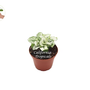 White Polka Dot Plant - 2&#39;&#39; from California Tropicals