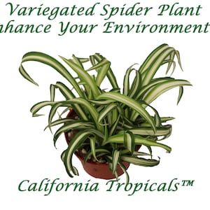 Variegated Spider Plant - 4&#39;&#39; from California Tropicals