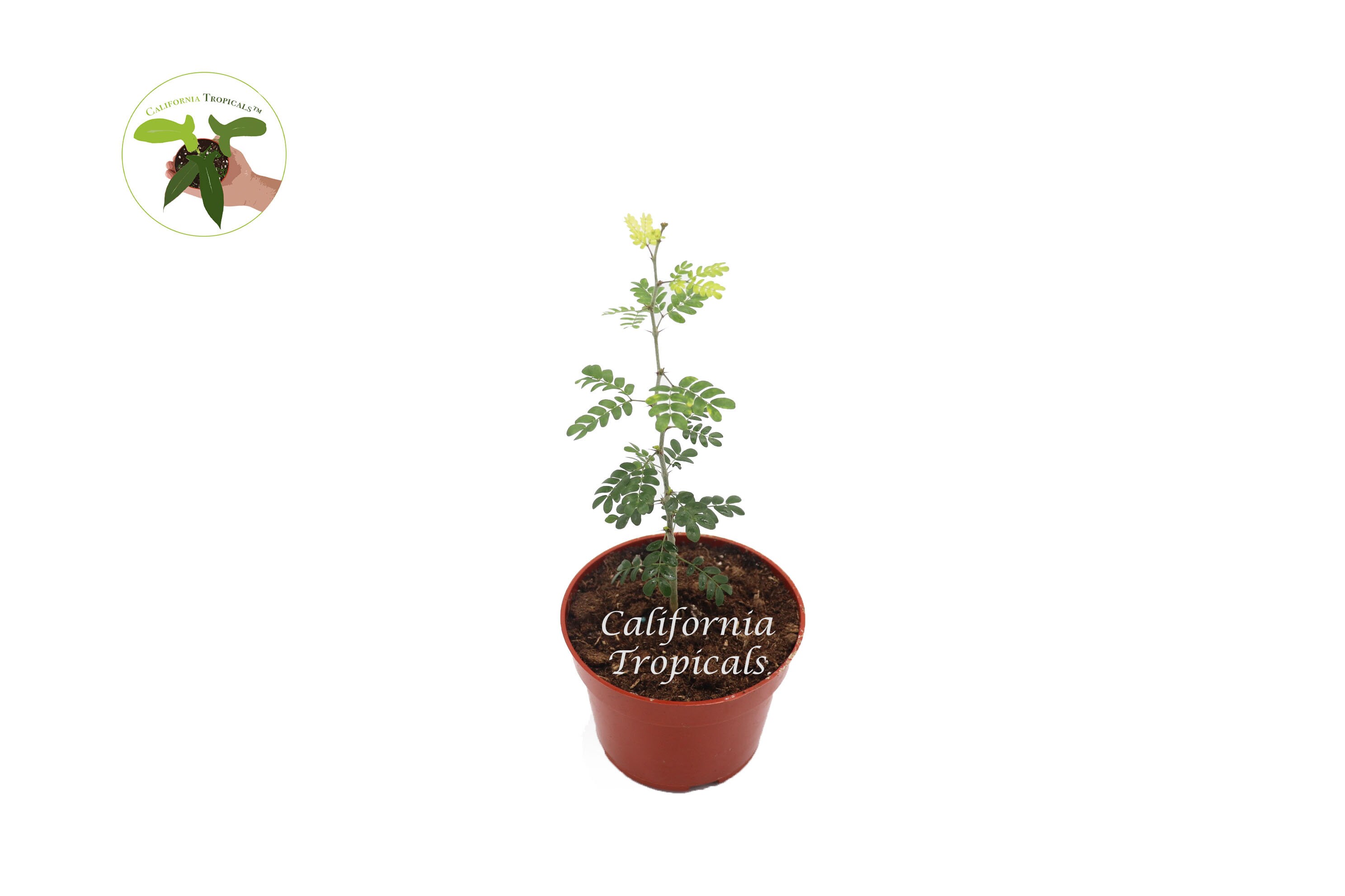 Rare Texas Ebony - 4'' from California Tropicals