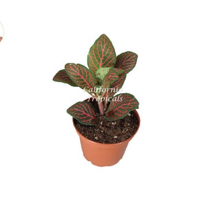 Red Fittonia - 2&quot;  from California Tropicals