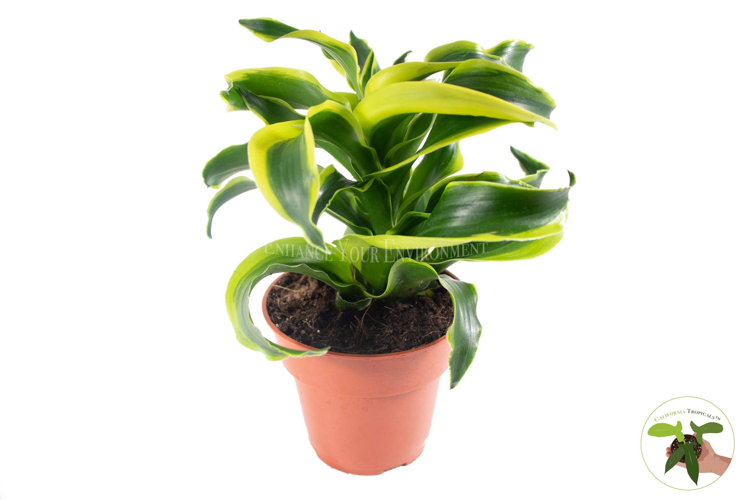 hedera helix green ripple Gemeiner Efeu Green Ripple (Hedera helix 'Green Ripple') | 180 cm  Fertighecke main image 1
