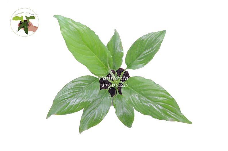 California Tropicals Peace Lily Spathiphyllum